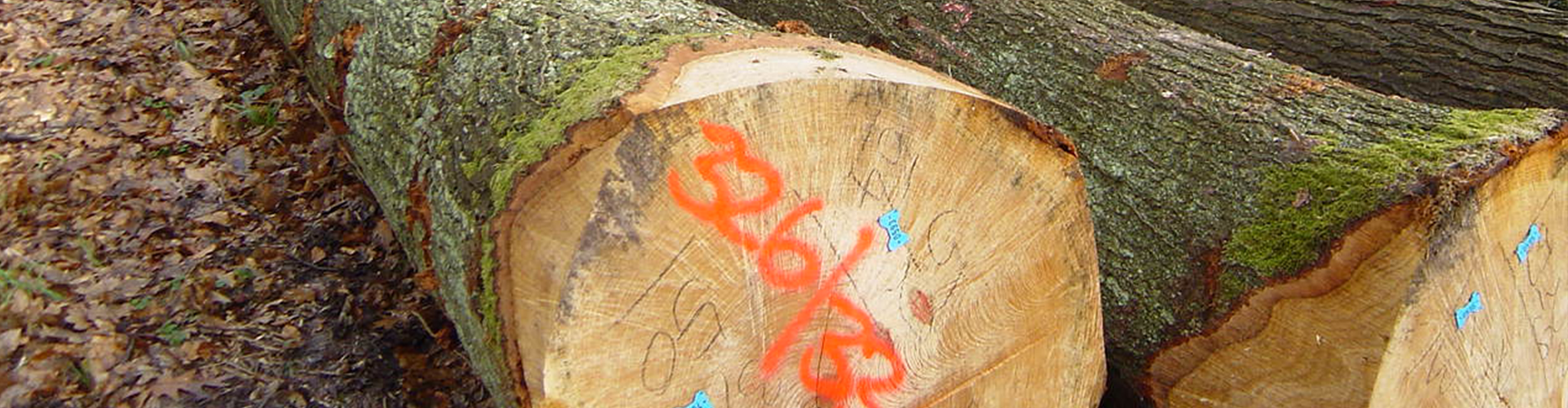 Nella foto si possono vedere tronchi d'albero di alberi decidui
