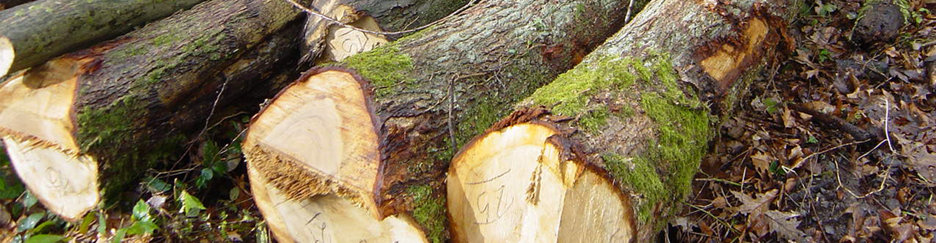 Ein Bild einer Slideshow zu Holzhandel Krane