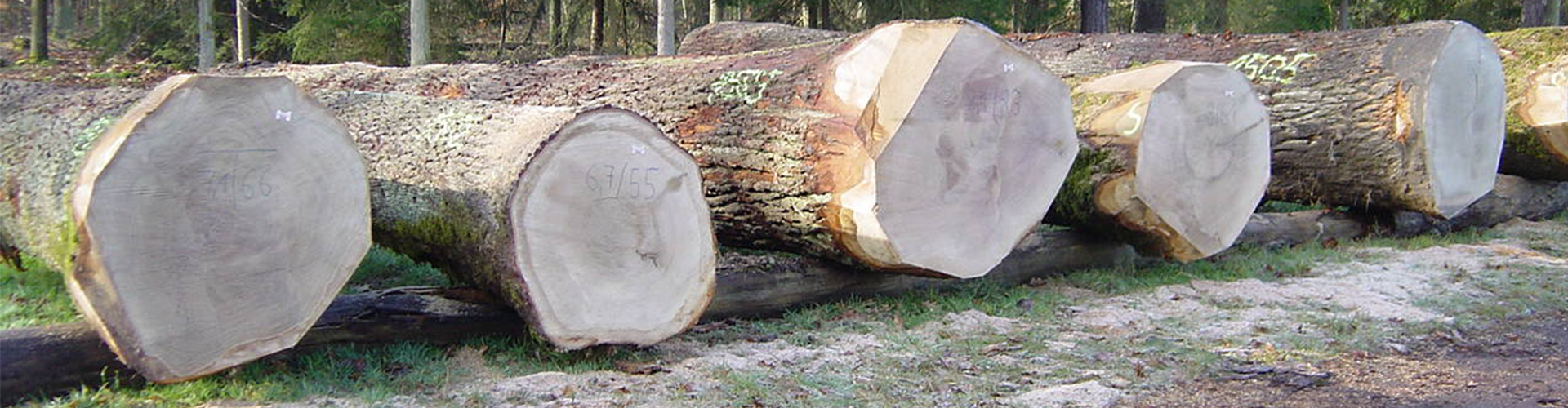 Nella foto si possono vedere diversi tronchi d'albero