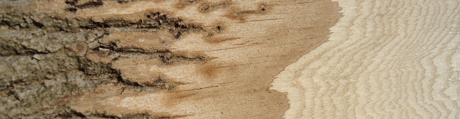 Ein Bild einer Slideshow zu Holzhandel Krane