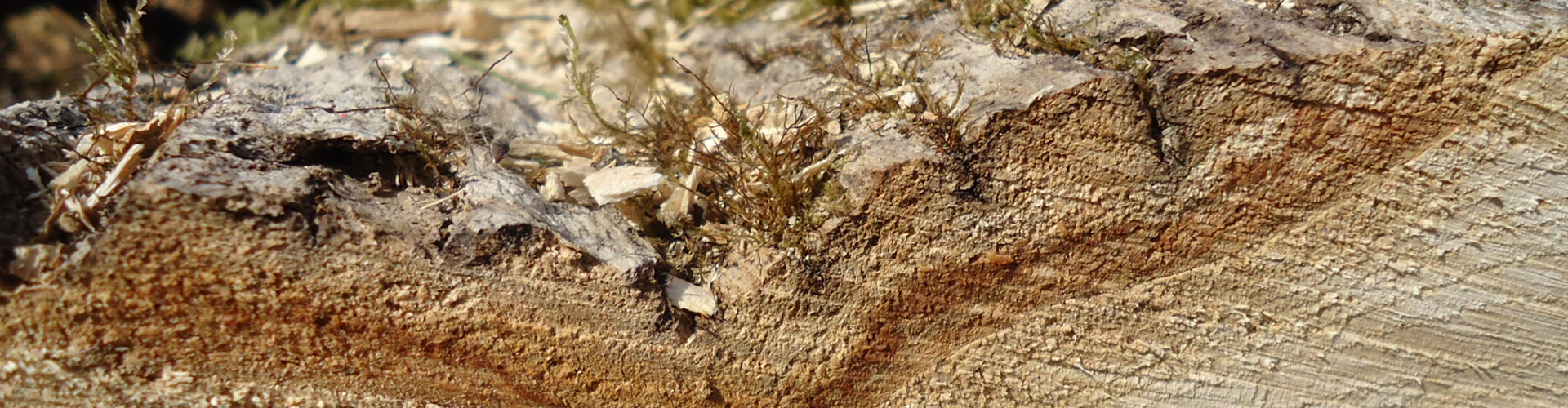 Ein Bild einer Slideshow zu Holzhandel Krane